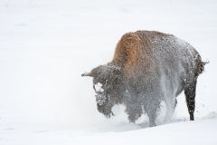 Bizon-Bison-Bisons-Bison-bison-Yellowstone USA