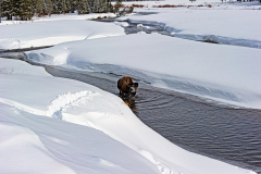 Bizon-Bison-Bisons-Bison-bison-Yellowstone USA