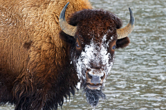 Bizon-Bison-Bisons-Bison-bison-Yellowstone USA