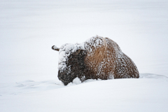 Bizon-Bison-Bisons-Bison-bison-Yellowstone USA
