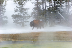 Bizon-Bison-Bison-Bison bison-Yellowstone USA