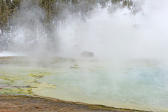Bizon-Bison-Bison-Bison bison-Yellowstone USA
