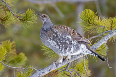 Blauw sneeuwhoen-Dusky grouse-Douglasiengebirgshuhn-Dendragapus obscurus-Yellowstone USA