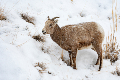 Dikhoornschaap-Bighorn sheep-Dickhornschaf-Ovis canadensis-Yellowstone USA