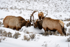 Wapiti-Elk-Wapiti-Cervus canadensis-Yellowstone USA