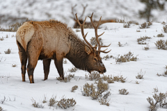 Wapiti-Elk-Wapiti-Cervus canadensis-Yellowstone USA