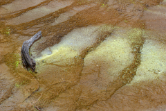 Fountain paint pot-Yellowstone USA