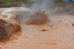 Red sprouter-Yellowstone USA