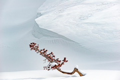 Lonely tree at Heyden Valley Yellowstone USA