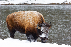 Bizon-Bison-Bisons-Bison-bison-Yellowstone USA