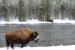 Bizon-Bison-Bisons-Bison-bison-Yellowstone USA