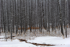 Sulfuric acid trees-Yellowstone USA