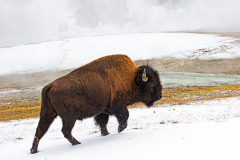 Bizon-Bison-Bisons-Bison-bison-Yellowstone USA