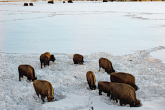 Bizon-Bison-Bisons-Bison-bison-Yellowstone USA