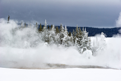 Pine in the mist-Yellowstone USA