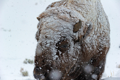 Bizon-Bison-Bison-Bison bison-Yellowstone USA