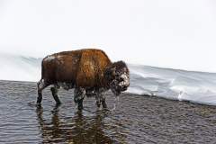 Bizon-Bison-Bisons-Bison-bison-Yellowstone USA