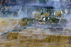 Mammoth Hot Spring-Palette-Spring Yellowstone USA