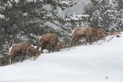 Dikhoornschaap-Bighorn sheep-Dickhornschaf-Ovis canadensis-Yellowstone USA