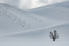 Hayden Valley-lonely Tree Yellowstone USA