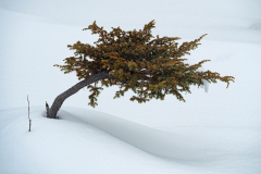 Jeneverbes-Common juniper-Gemeine Wacholder-Juniperus communis Yellowstone USA
