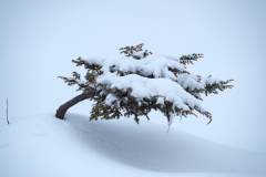 Jeneverbes-Common juniper-Gemeine Wacholder-Juniperus communis Yellowstone USA