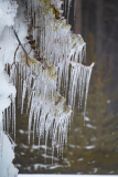 IJspegels-Icicles-Eiszapfen Yellowstone USA