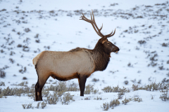 Wapiti-Elk-Wapiti-Cervus canadensis-Yellowstone USA