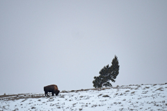 Bison at Lamar Valley Yellowstone USA