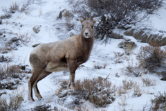 Dikhoornschaap-Bighorn sheep-Dickhornschaf-Ovis canadensis-Yellowstone USA