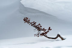 Lonely tree at Heyden Valley Yellowstone USA