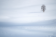Lonely tree Hayden Valley Yellowstone USA
