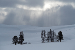Hayden Valley Yellowstone USA
