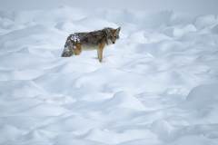 Coyote-Coyote-Kojote-Canis latrans Yellowstone USA