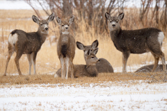 Witstaarthert-White-tailed deer-Weißwedelhirsch-Odocoileus virginianus Yellowstone USA