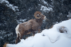 Dikhoornschaap-Bighorn sheep-Dickhornschaf-Ovis canadensis-Yellowstone USA