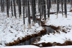 Sulfuric acid trees-Yellowstone USA