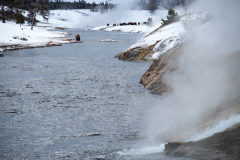 Bison at Firehole River near by Midway Geyser Basin Yellowstone USA