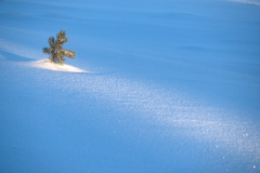 Lonely tree at Canyon Village Yellowstone USA