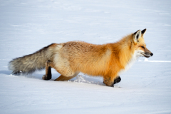 Vos-Red fox-Rotfuchs-Vulpes vulpes Hayden Valley Yellowstone USA