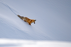 Vos-Red fox-Rotfuchs-Vulpes vulpes at Hayden Valley Yellowstone USA