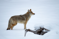 Coyote-Coyote-Kojote-Canis latrans Yellowstone USA