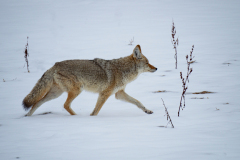 Coyote-Coyote-Kojote-Canis latrans Yellowstone USA