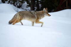 Coyote-Coyote-Kojote-Canis latrans Yellowstone USA