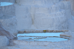 Canary Spring-Yellowstone USA