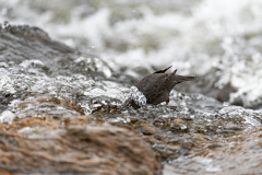 Noord-Amerikaanse waterspreeuw-American Dipper-Grauwasseramsel-Cinclus-mexicanus-Yellowstone USA