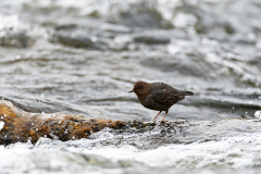Noord-Amerikaanse waterspreeuw-American Dipper-Grauwasseramsel-Cinclus-mexicanus-Yellowstone USA