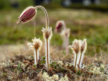Wildemanskruid-Pasqueflower-Gewohnliche Kuhschelle-Pulsatilla vulgaris-Noorwegen-Norway-Norwegen