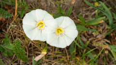 Akkerwinde-Field-bindweed-Ackerwinde-Convolvulus-arvensis-Zweden-Sweden-Schweden