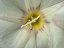 Akkerwinde-Field-bindweed-Ackerwinde-Convolvulus-arvensis-Zweden-Sweden-Schweden